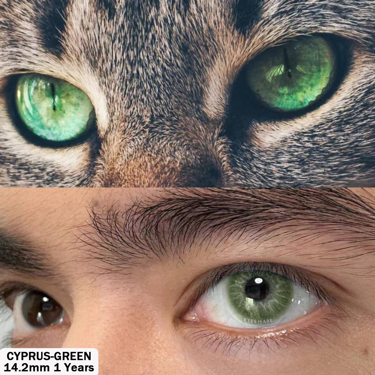 Cyprus Green 14.2mm 1 Pair | 1 Year